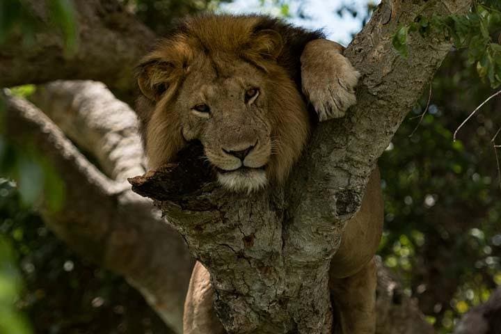 7-Day Uganda Safari: Gorilla & Chimpanzee Trekking with Queen Elizabeth Big Five photo 6