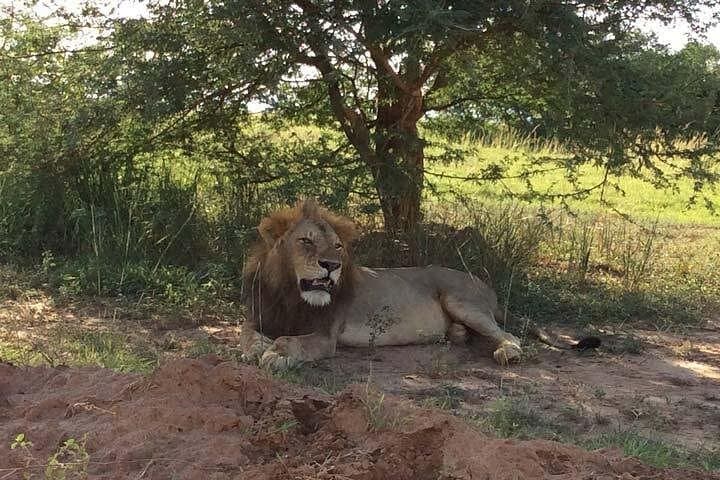 2-Day Murchison Falls Safari — Boat Cruise, Game Drives & Wildlife Viewing photo 2