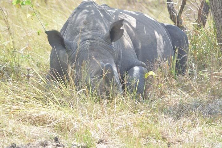 2-Day Murchison Falls Safari — Boat Cruise, Game Drives & Wildlife Viewing photo 4