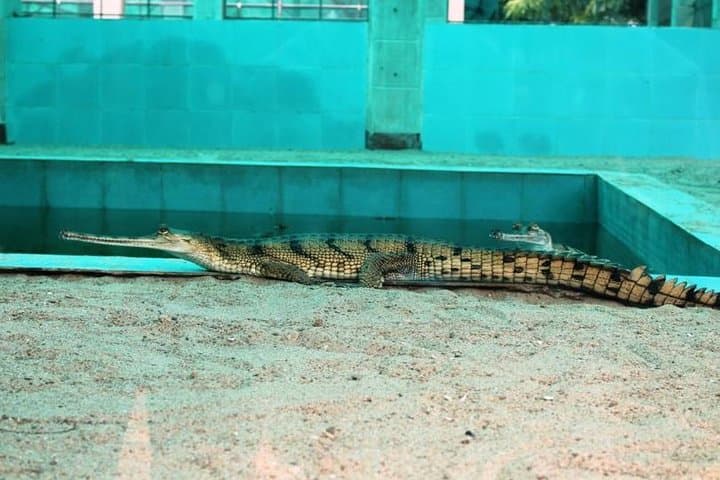 National Chambal Sanctuary River Safari from Agra — Gharials, Dolphins & Migratory Birds photo 6