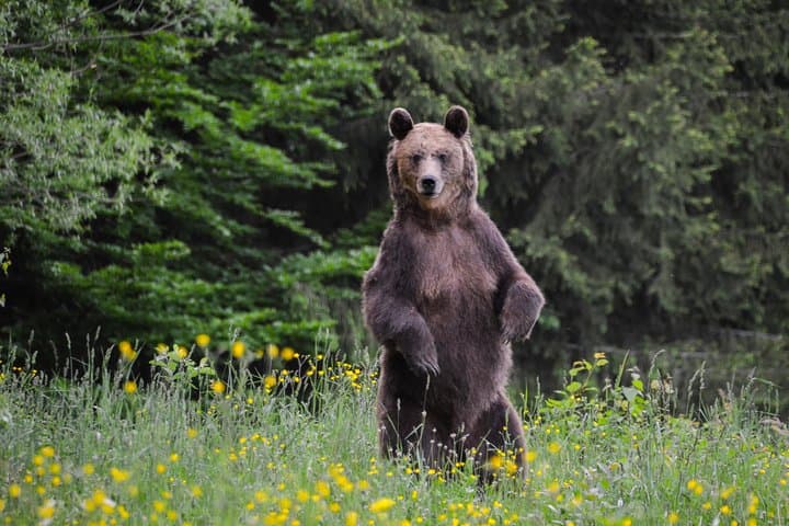 Land of Volcanoes Day Trip: Saint Anna Lake, Puturosu Cave & Bear Watching from Brașov photo 4