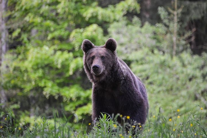 Land of Volcanoes Day Trip: Saint Anna Lake, Puturosu Cave & Bear Watching from Brașov photo 6