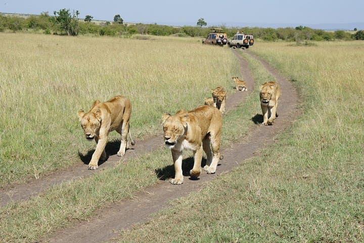 9-Day Family Safari & Beach: Ol Pejeta, Masai Mara and Diani Beach photo 4