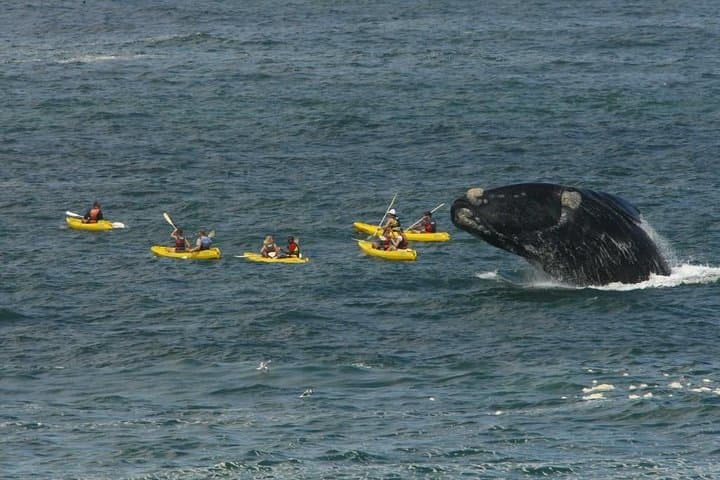 Hermanus Whale Watching & Hemel-en-Aarde Wine Day Trip from Cape Town photo 2