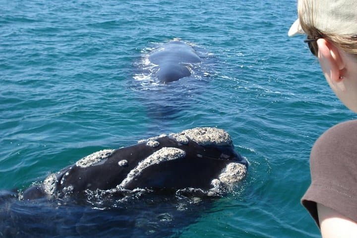 Hermanus Whale Watching & Hemel-en-Aarde Wine Day Trip from Cape Town photo 4