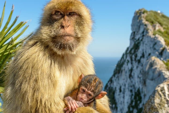 Gibraltar Inside-Out Intermediate Tour: 3.5-Hour Rock of Gibraltar Guided Experience photo 6