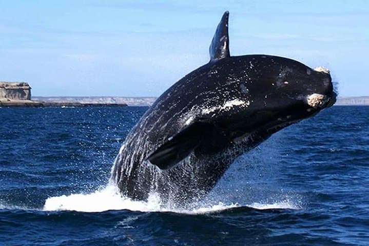 Hermanus Whale Watching & Hemel-en-Aarde Wine Day Trip from Cape Town