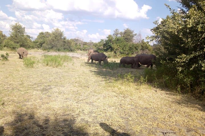 White Rhino Walk at Mosi-oa-Tunya National Park — Up-Close Rhino Encounter in Livingstone photo 4