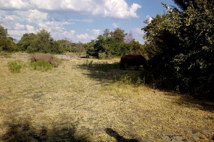 White Rhino Walk at Mosi-oa-Tunya National Park — Up-Close Rhino Encounter in Livingstone photo 5