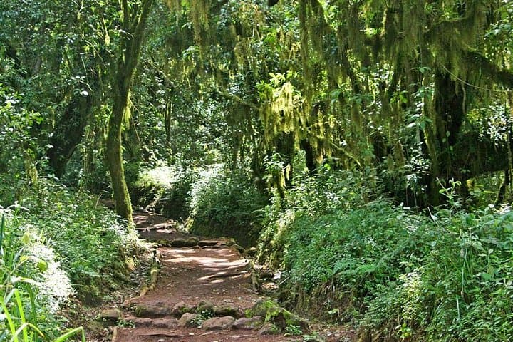 5-Day Marangu Route Kilimanjaro Trek: Huts, Altitude & Summit Strategy photo 3
