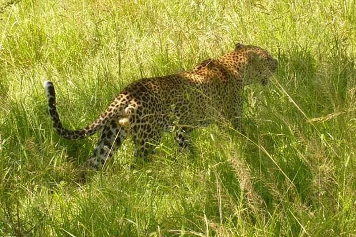 3-Day Selous Game Reserve Safari from Zanzibar — Fly-In Game Drives & Rufiji Boat Trip photo 5