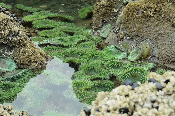 Silent Forest & Coast: 3-Day Olympic National Park Tour from Seattle photo 6