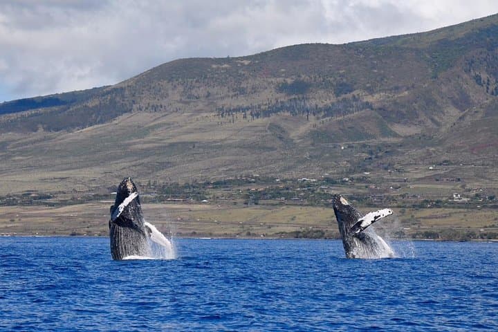 Ultimate Whale Watch from Lahaina — Small-Group Rafting & Hydrophone Encounters photo 4