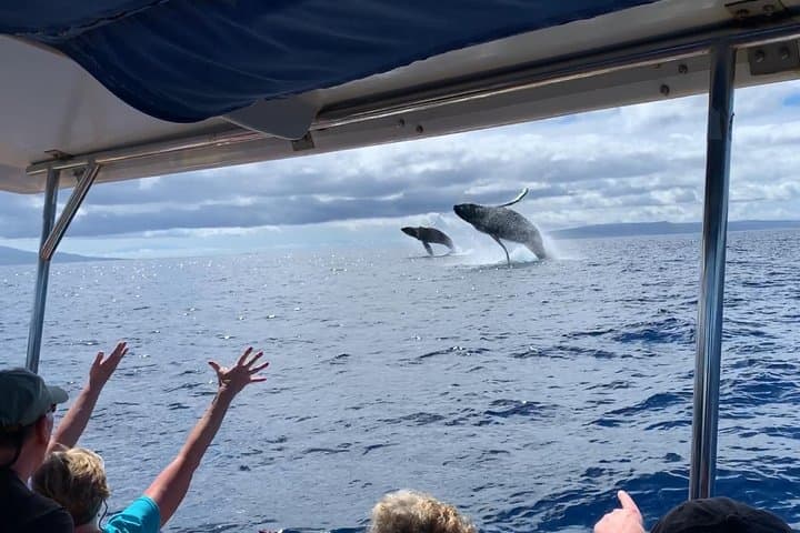 Ultimate Whale Watch from Lahaina — Small-Group Rafting & Hydrophone Encounters photo 5