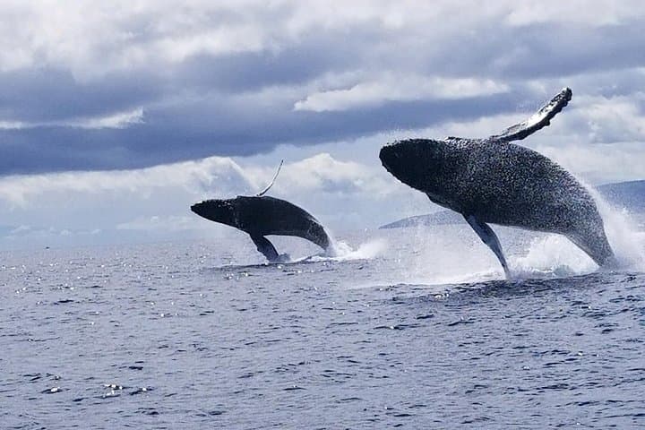 Ultimate Whale Watch from Lahaina — Small-Group Rafting & Hydrophone Encounters photo 6
