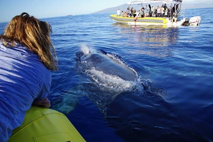 Ultimate Maui Whale Watch & Lanai Snorkel (3.5–4 hr) photo 2