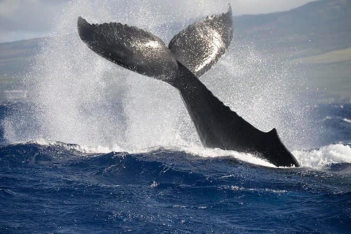 Ultimate Maui Whale Watch & Lanai Snorkel (3.5–4 hr) photo 6