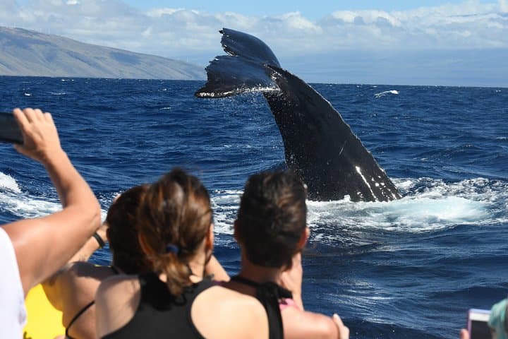 Ultimate Maui Whale Watch & Lanai Snorkel (3.5–4 hr)