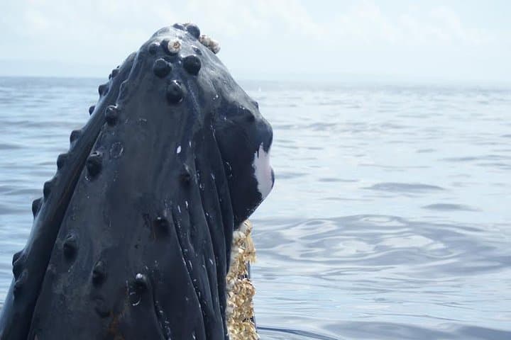 Ultimate Maui Whale Watch & Lanai Snorkel (3.5–4 hr) photo 5