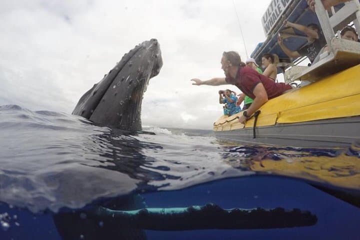 Ultimate Whale Watch from Lahaina — Small-Group Rafting & Hydrophone Encounters