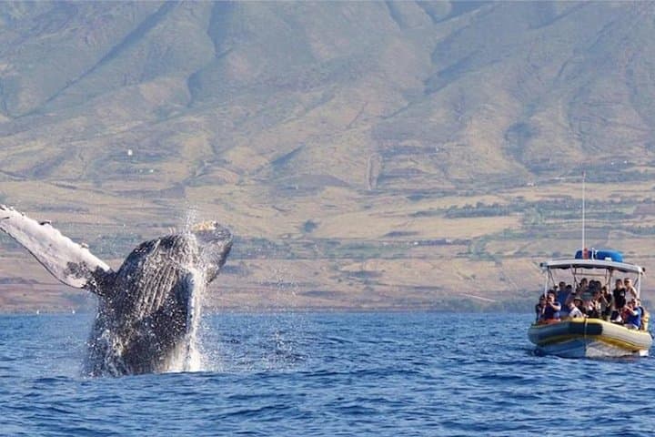 Ultimate Maui Whale Watch & Lanai Snorkel (3.5–4 hr) photo 4