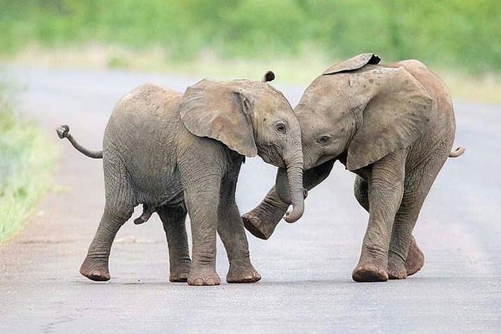 Tarangire Day Trip: Dry-Season Safari, Baobabs & River Wildlife photo 2