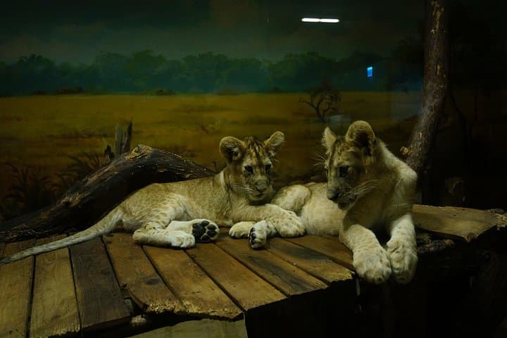 Everland Park Private Hotel-to-Hotel Tour: Free Pass, Safari & Zootopia Highlights photo 4
