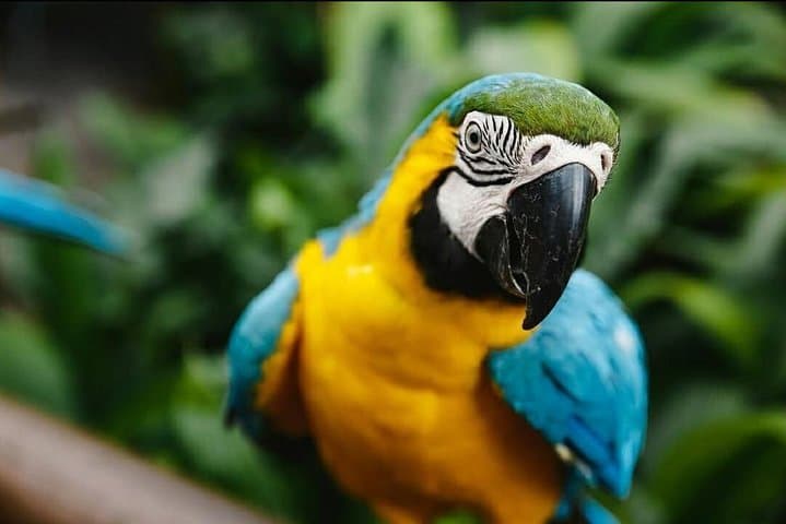Birdworld Kuranda: Rainforest Bird Sanctuary Near Cairns photo 2
