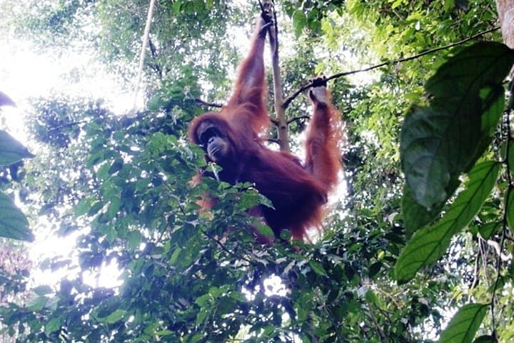 3N/4D Bukit Lawang Jungle Trek & River Tubing — Orangutan Trekking in Sumatra