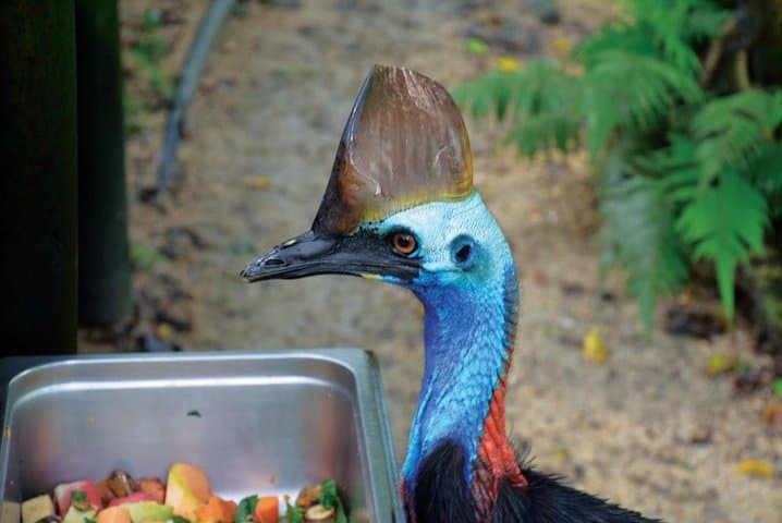 Birdworld Kuranda: Rainforest Bird Sanctuary Near Cairns photo 3