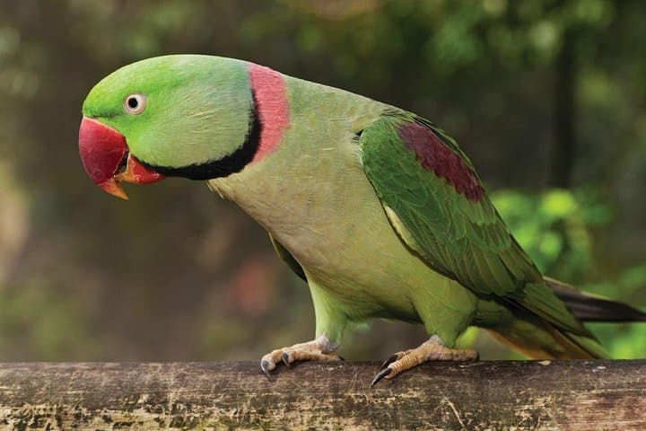 Birdworld Kuranda: Rainforest Bird Sanctuary Near Cairns photo 4