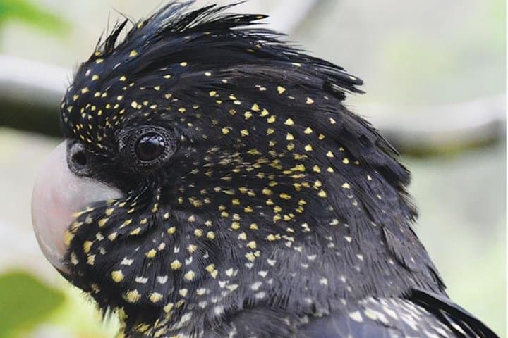 Birdworld Kuranda: Rainforest Bird Sanctuary Near Cairns