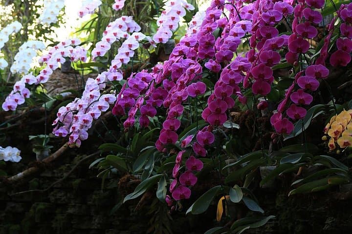 Half-Day Phra That Doi Kham & Royal Park Rajapruek — Chiang Mai Private Tour photo 3