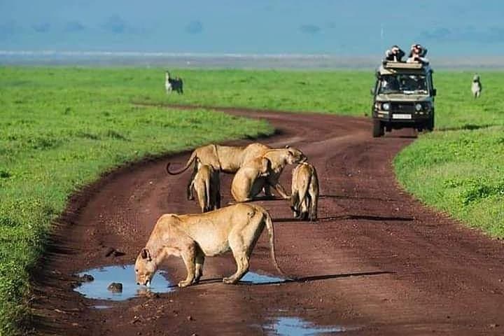 Ngorongoro Manyara Tarangire: 2-Day Private Safari from Arusha