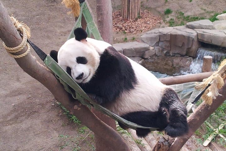 Everland Private Shuttle: Full-Day Private Tour From Seoul to Korea's Largest Theme Park photo 3