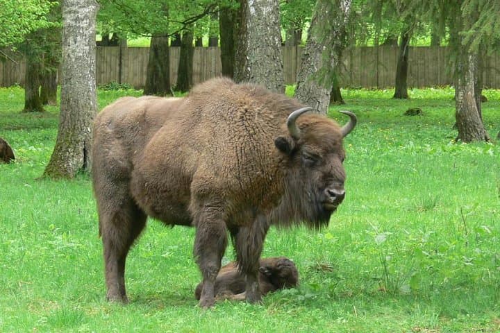 Bialowieza National Park Day Trip from Warsaw — See European Bison in the Primeval Forest photo 5