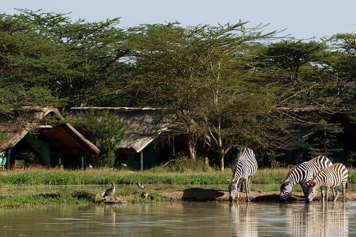 Ol Pejeta Conservancy 2-Day Safari: Chimp Sanctuary & Black Rhino Experience photo 5