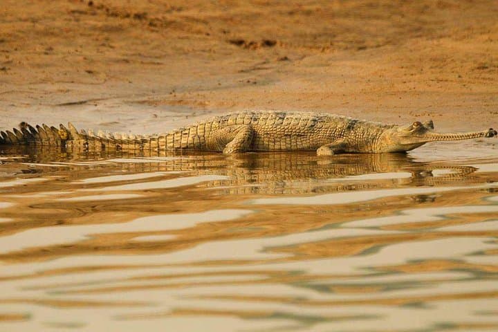 National Chambal Sanctuary River Safari from Agra — Gharials, Dolphins & Migratory Birds photo 2
