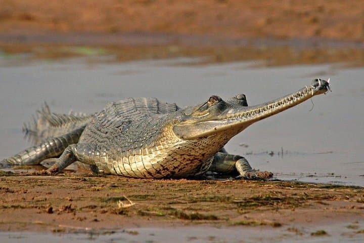 National Chambal Sanctuary River Safari from Agra — Gharials, Dolphins & Migratory Birds photo 4