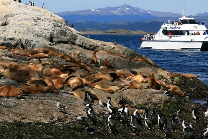 Beagle Channel Navigation to Sea Lions Island — Ushuaia Wildlife Cruise photo 3