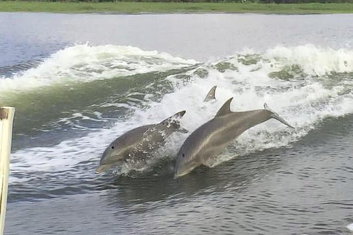 Savannah to Tybee Island Dolphin Cruise: Half-Day Trolley, Sea Air, and Lighthouse Views photo 5