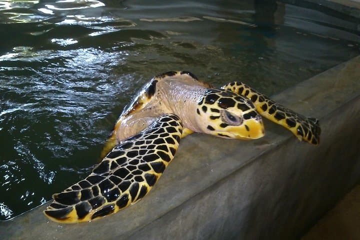 Galle Rickshaw Sightseeing: Private 5‑Hour Tuk‑Tuk Tour to Turtle Hatchery, Stilt Fishermen & Cinnamon Island photo 3