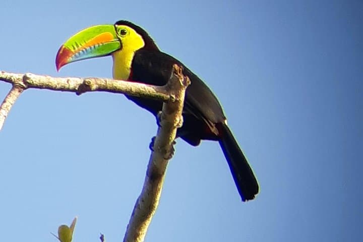Ancon Hill Eco Walk: Sunrise, Sloths & Panama City Views