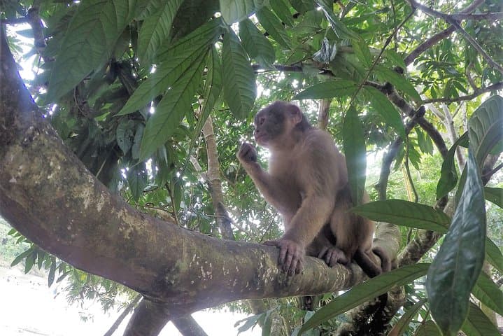 Puyo Jungle Full-Day Adventure: Amazon Wildlife, Waterfalls & Canoe photo 2