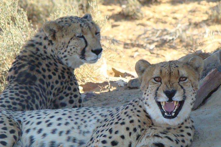 Overnight Safari to Inverdoorn Game Reserve from Cape Town photo 4