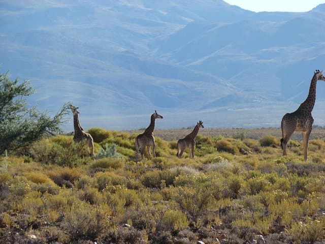 Overnight Safari to Inverdoorn Game Reserve from Cape Town photo 5