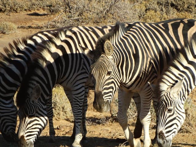 Overnight Safari to Inverdoorn Game Reserve from Cape Town photo 6