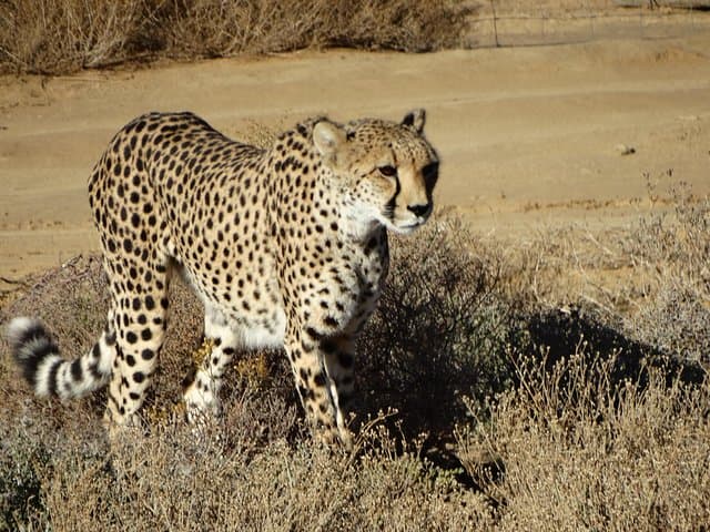 Overnight Safari to Inverdoorn Game Reserve from Cape Town