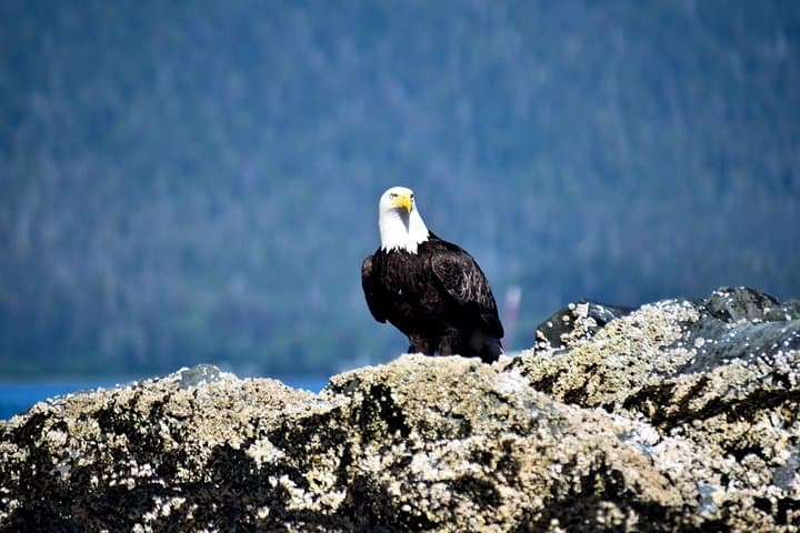 Exploring Sitka: A Small-Group Tour Through Bears, Raptors, and Totemic History photo 2