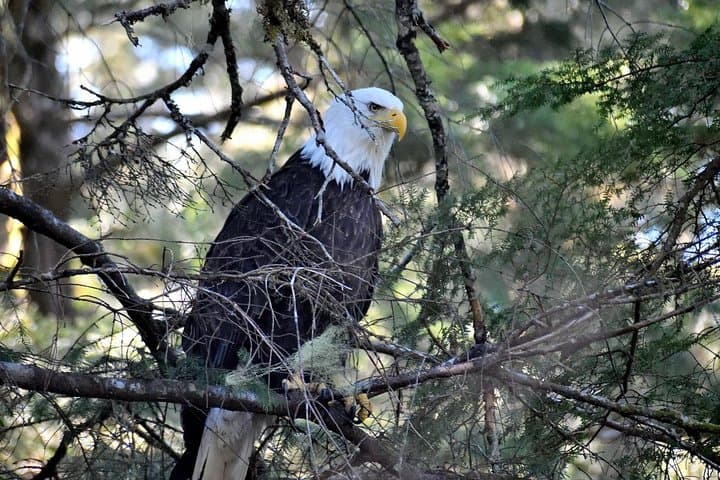 Exploring Sitka: A Small-Group Tour Through Bears, Raptors, and Totemic History photo 3